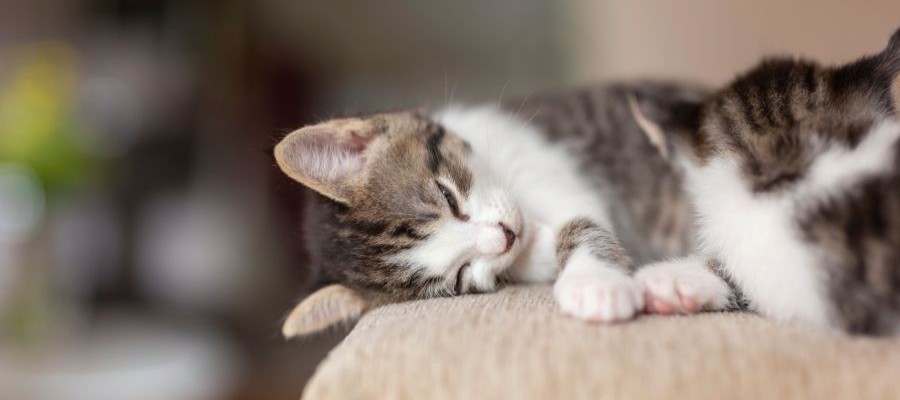 Image of a small cat taking a cat nap on a tan sofa.