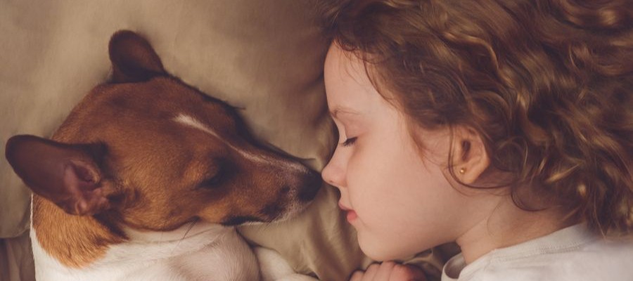 Image of a young girl with curly hair sleeping nose to nose with a small brown and white dog.