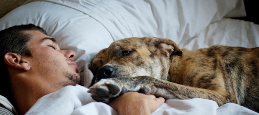 A young man is asleep in bed with a brindle colored dog who has one paw on his chest and looking at the camera out of one eye.