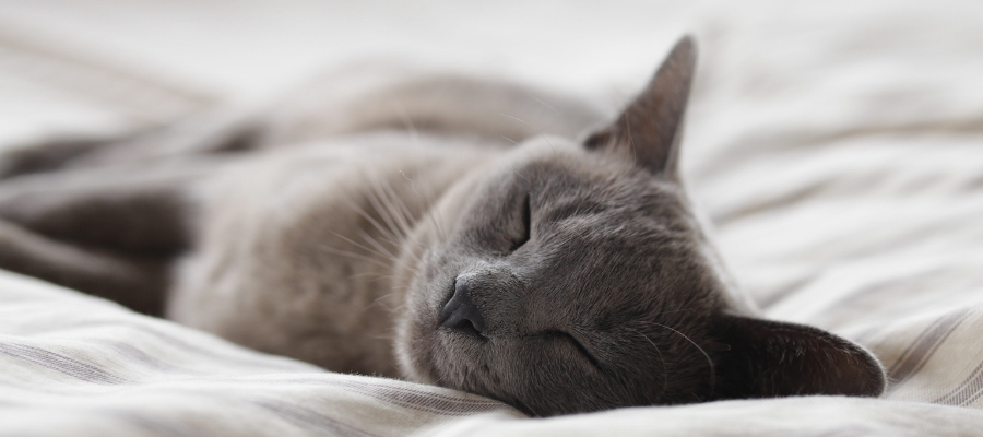 cat on bed