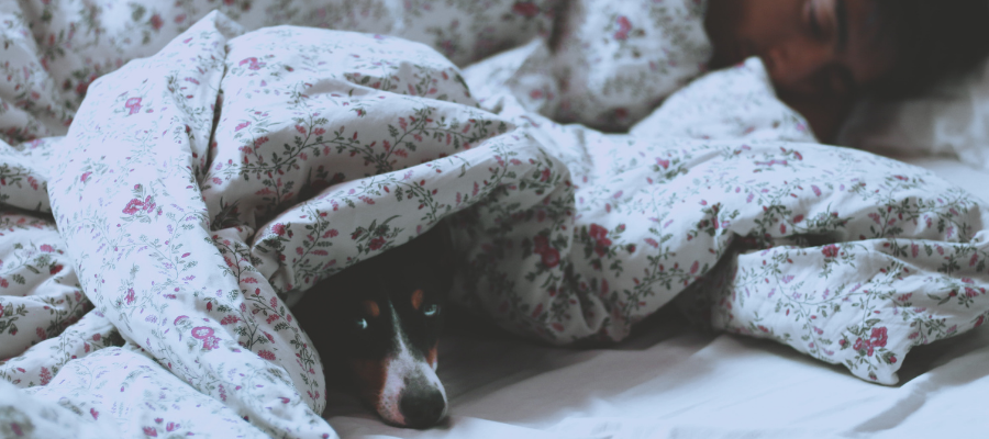 dog under blanket