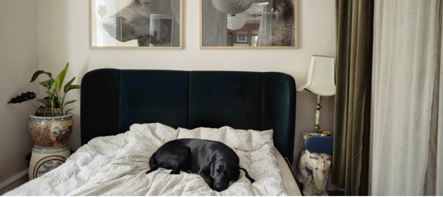 labrador dog on bed